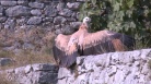 Liberazione grifone alla Riserva Naturale del lago di Cornino